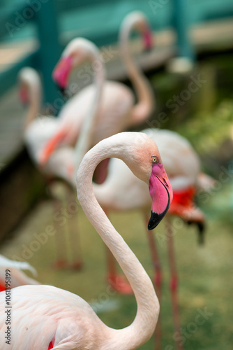 pink flamingo bird head close up photo on summer nature background. High quality photo