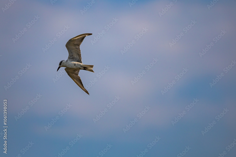 Obraz premium A bird wing with outstretched wings