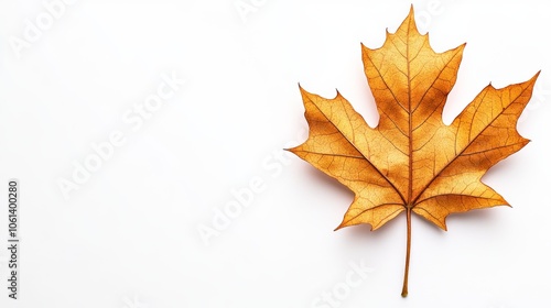 Single Golden Maple Leaf on White Background   Autumn Fall Foliage photo