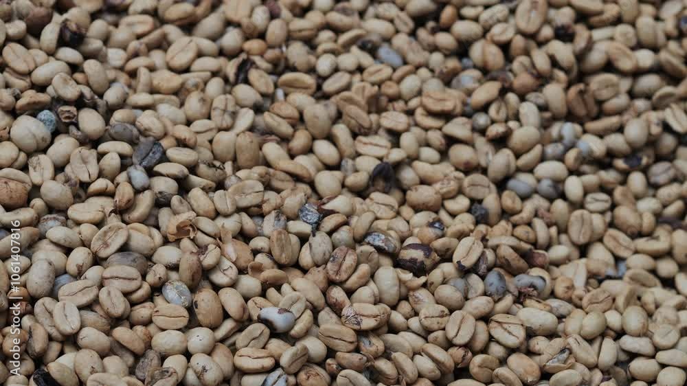 Fresh coffee beans are under sunlight at warm weather day. . High quality 4k footage