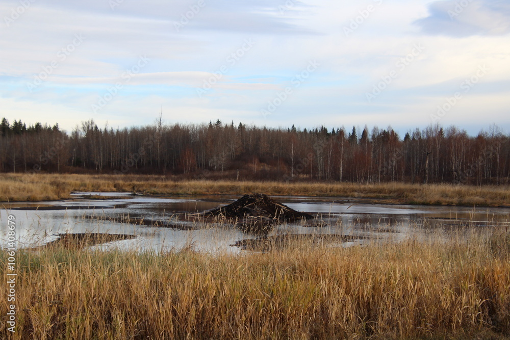 Beaver Pond, Elk island National Park, Alberta Beaver Pond, Elk island National Park, Alberta