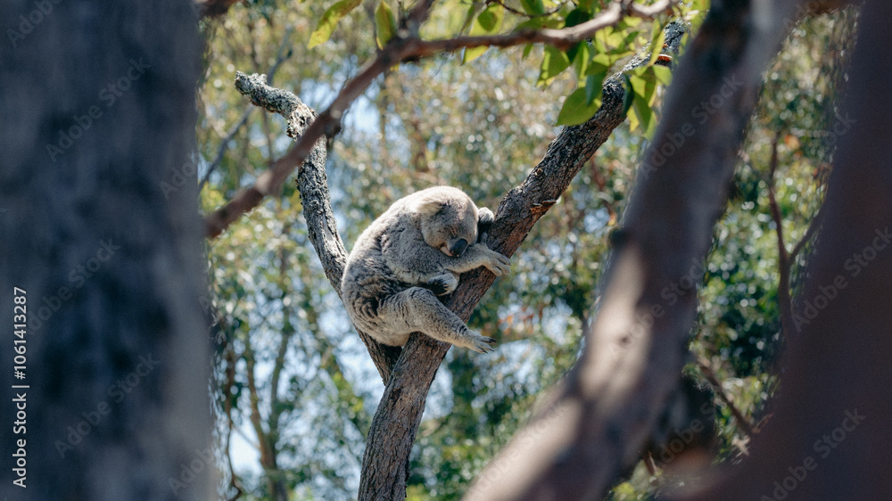 Fototapeta premium Koala sleeping on a tree