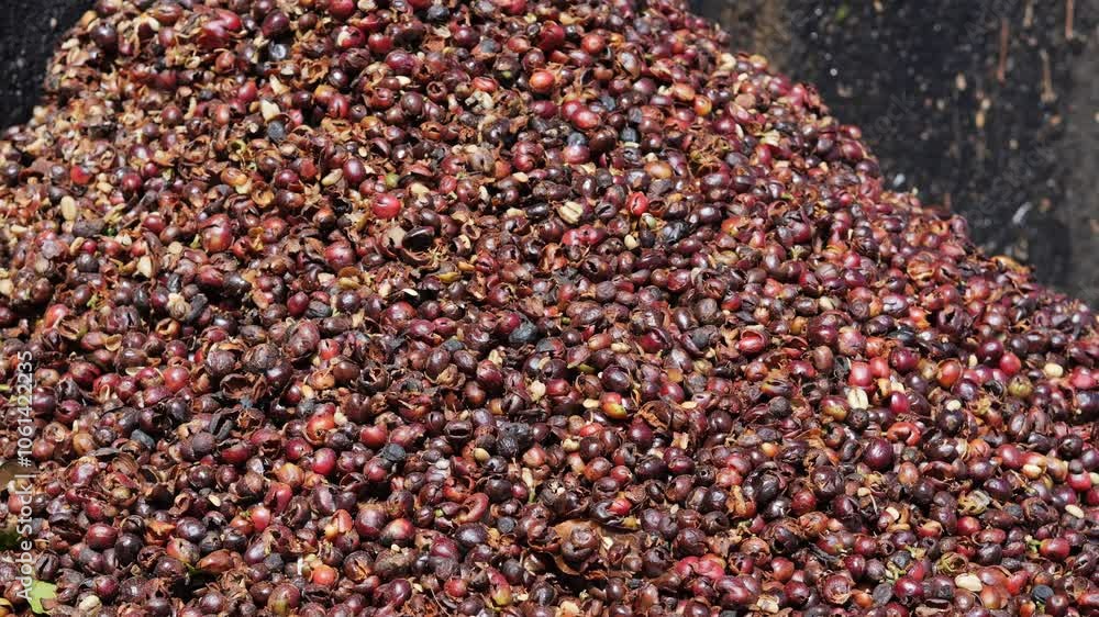 Fresh Coffee berries are under sunlight at warm weather day. Fresh Coffee berries are under sunlight at warm weather day.
