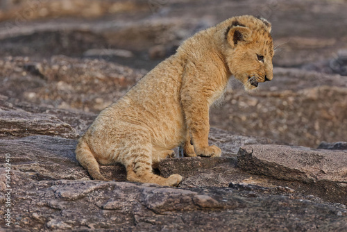 Beautiful closeup of African Lion Cub at Masai Mara National Park, This cub is from Black Rock Pride. This can be a perfect picture for a wallpaper in living room.