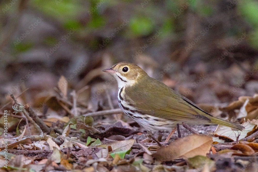 An ovenbird (Seiurus aurocapilla), a small warbler that spends time on the forest floor, in southwest Florida An ovenbird (Seiurus aurocapilla), a small warbler that spends time on the forest floor, in southwest Florida
