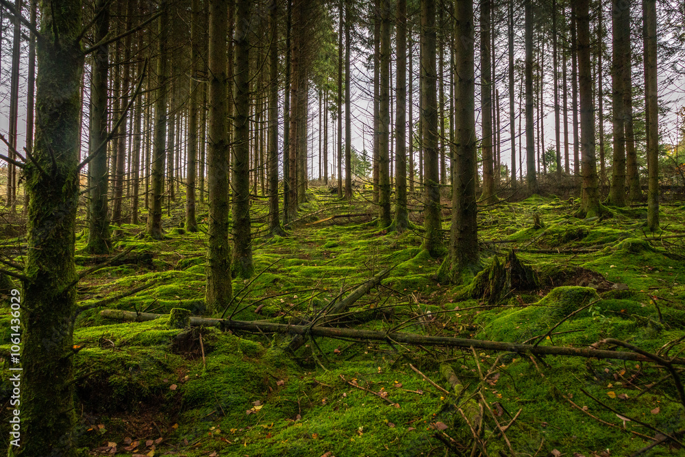 Obraz premium Mooswald