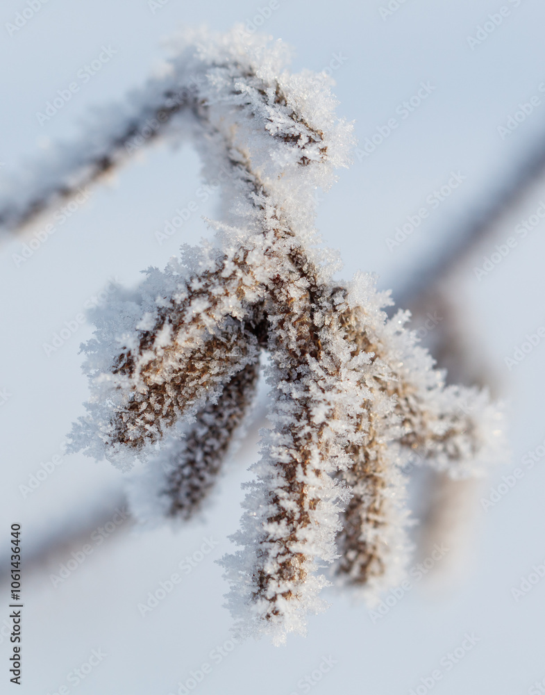 A branch covered in frost and snow A branch covered in frost and snow