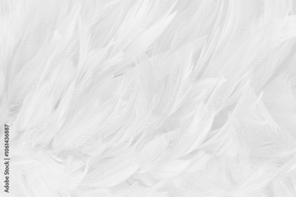 Obraz premium Beautiful white grey bird feathers pattern texture background.