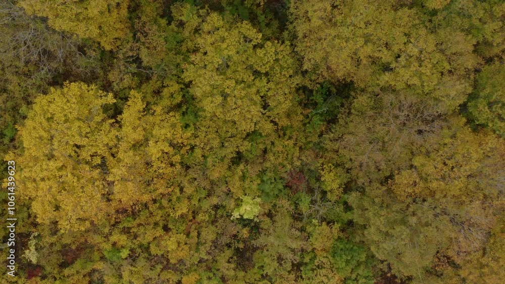 ドローン映像:曇りの日の、カラフルに紅葉した山 ドローン映像:曇りの日の、カラフルに紅葉した山