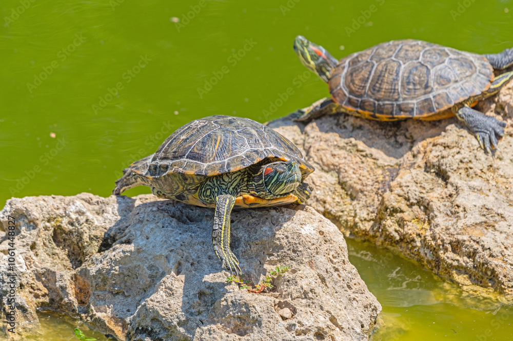 red-eared turtle basking in the sun red-eared turtle basking in the sun