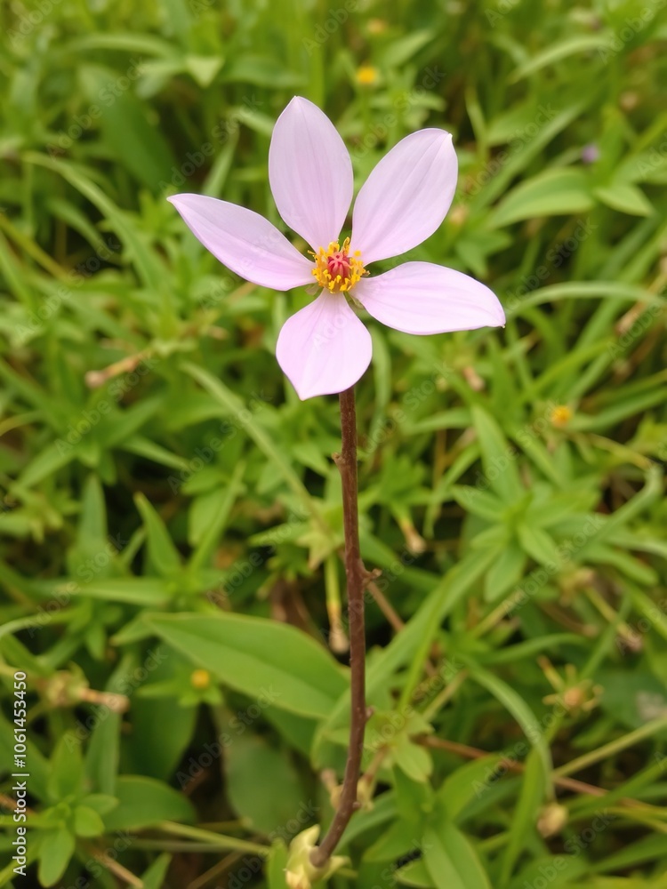 Pink petal flower with brown stem in a lush field, flower, flora Pink petal flower with brown stem in a lush field, flower, flora
