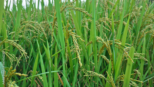 green rice field