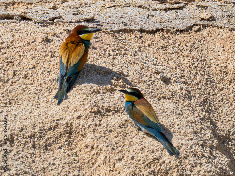 European Bee-eater, Merops apiaster, near Xativa, Spain European Bee-eater, Merops apiaster, near Xativa, Spain