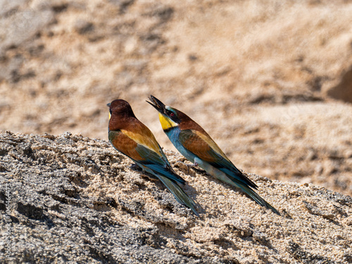 European Bee-eater, Merops apiaster, near Xativa, Spain