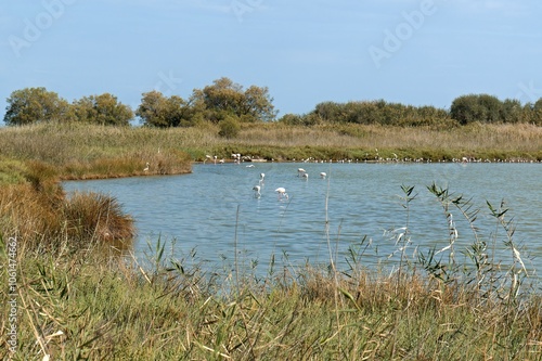 Greater Flamingo (Phoenicopterus roseus) in Alyki lagoon, Aigio town. Peloponnese. Greece. Europe. photo