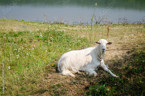 White goat lies on the grass on the shore of the lake. White horse in the background. Domestic animals. photo