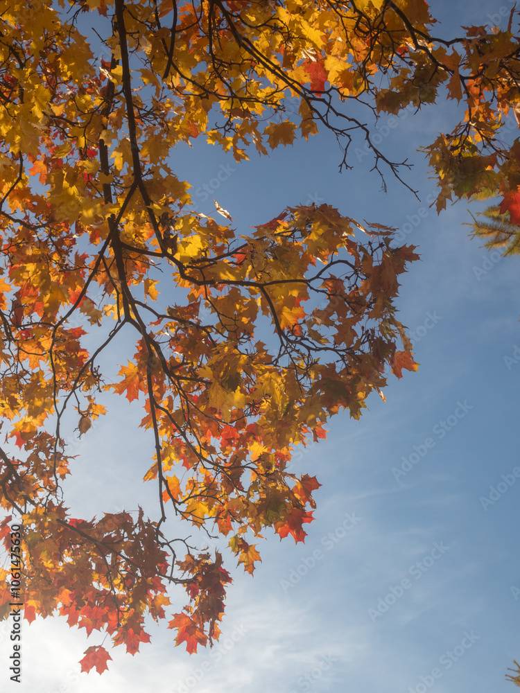 maple branches against blue sky maple branches against blue sky