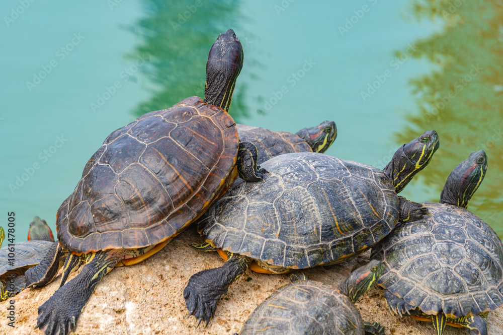 Fototapeta premium red-eared turtles basking in the sun