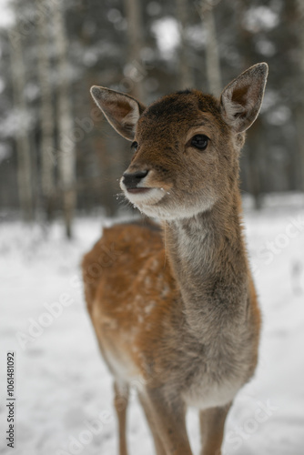 deer in the winter forest