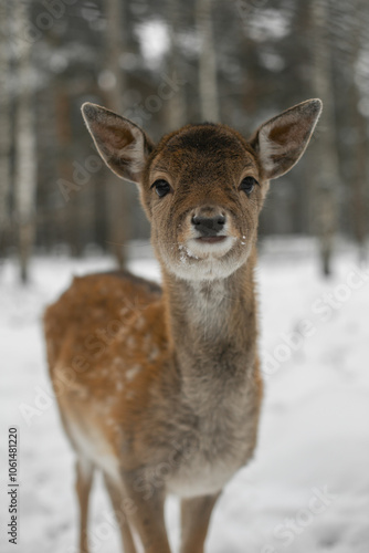 deer in the winter forest