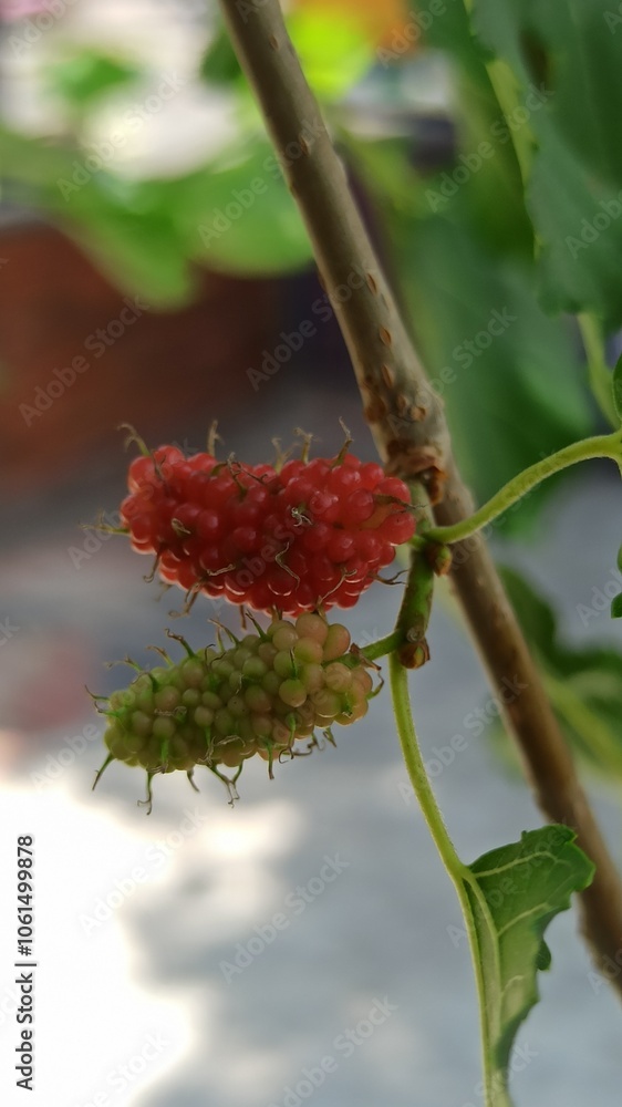 Obraz premium Red Mulberry on tree