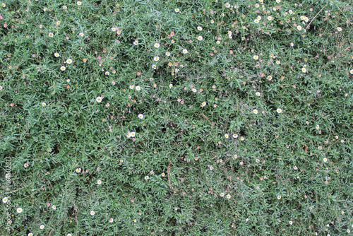 Erigeron karvinskianus, or the Mexican fleabane, fully cover the wall photo