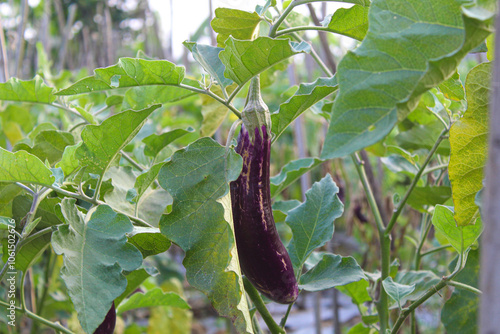 A purple eggplant attached on the stem plant, ready to be harvested, on the garden photo