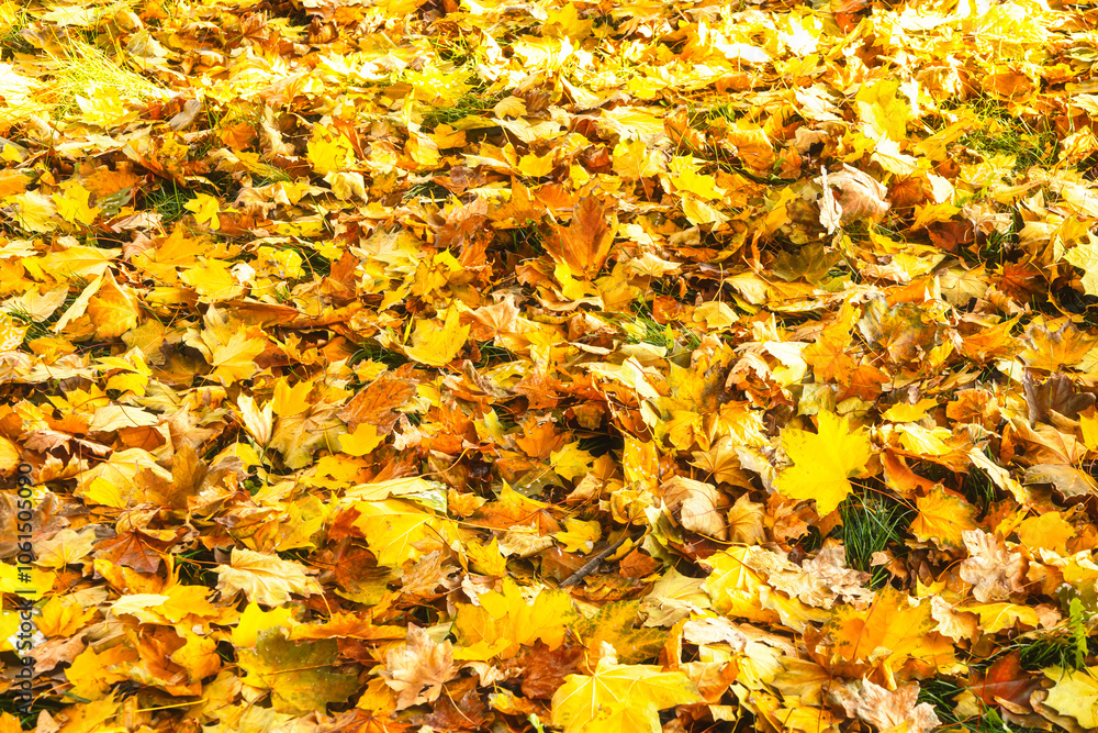 Background from autumn leaves. Yellow, orange fallen maple leaves lie on the ground. View from above Background from autumn leaves. Yellow, orange fallen maple leaves lie on the ground. View from above