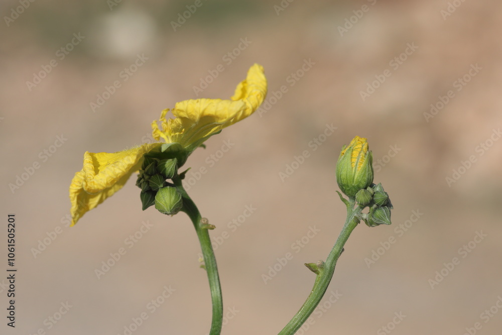 Luffa is a genus of tropical and subtropical vines Luffa is a genus of tropical and subtropical vines