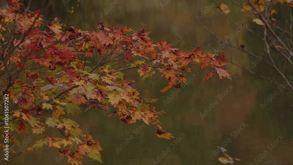 曇りの日の、カラフルな紅葉 曇りの日の、カラフルな紅葉