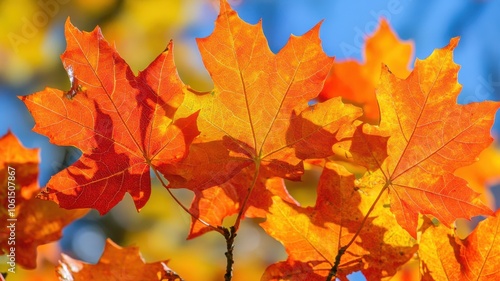 Autumn background with maple leaves and bokeh,Fall blurred background, Yellow and red maple leaves are flying and falling down. Autumnal landscape.water drop on leaf,space for text.