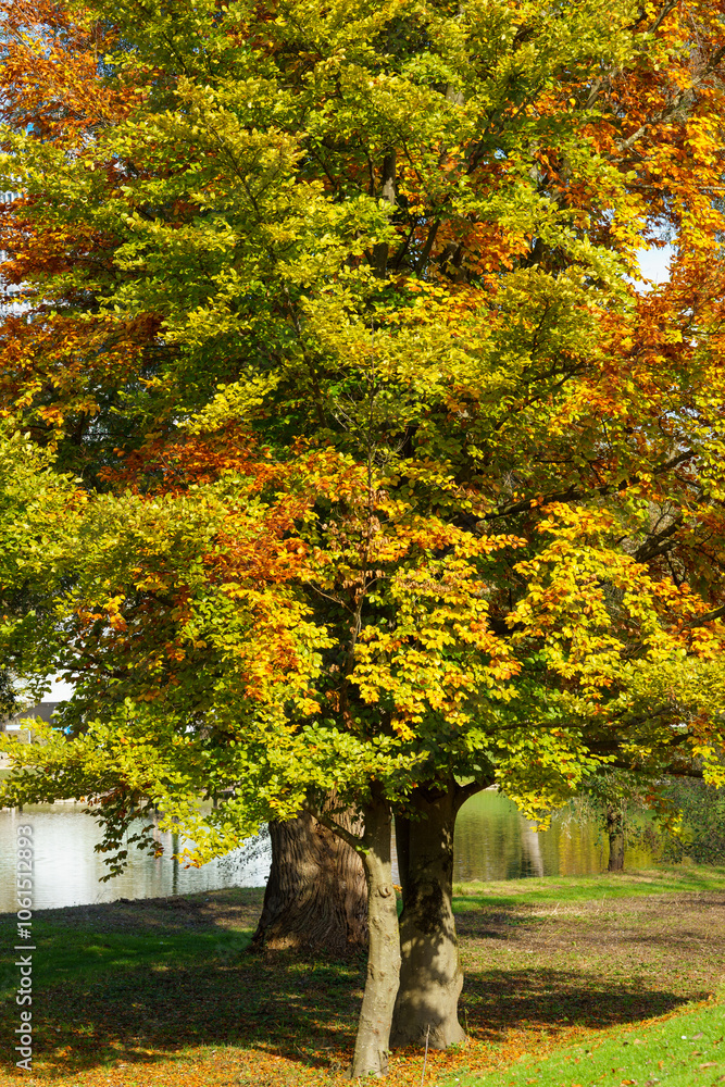 Naklejka premium Beautiful, huge Norway maple (Acer platanoides) with autumn-colored leaves in the sunlight. In the background a lake