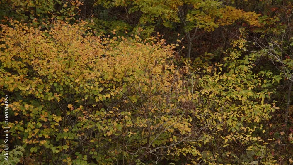 曇りの日の、カラフルな紅葉 曇りの日の、カラフルな紅葉