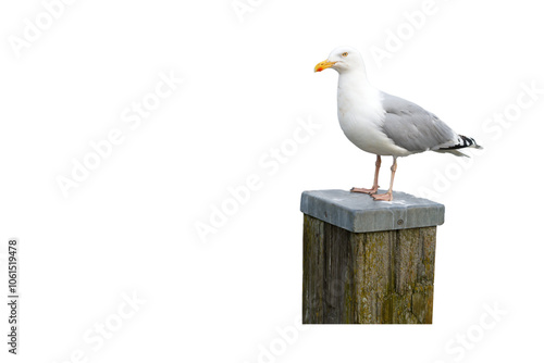 Möwe