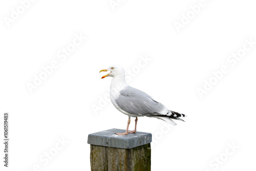 Möwe