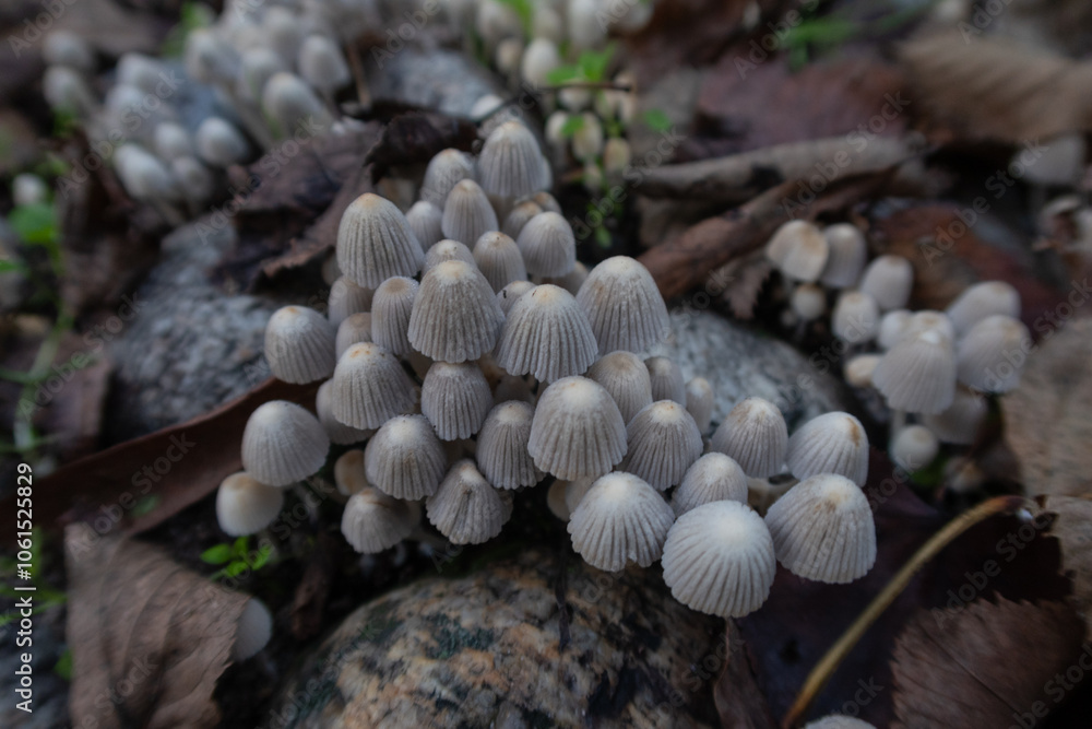 Coprinellus disseminatus Fairy Inkcap mushroom chapel stem spore detail close up