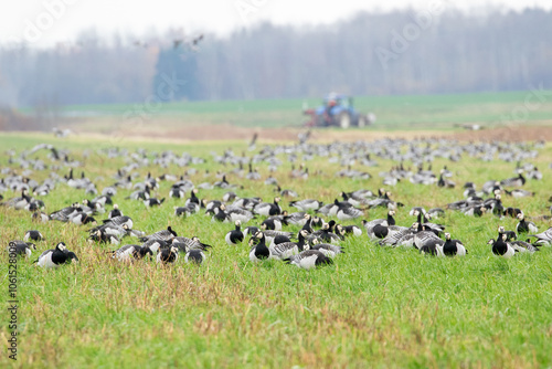 Large flock of barnacle geese (Branta leucopsis) resting on an autumn field with a blurred tractor working in the background, Estonia