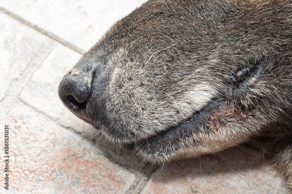 Fototapeta premium Close-up of dog's nose showing signs of illness resting on tiled floor