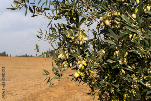 Trees loaded with Barnea type olives during the picking season for organic olive oil