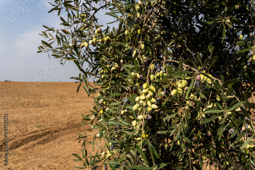 Trees loaded with Barnea type olives during the picking season for organic olive oil photo