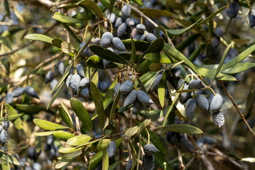 Trees loaded with Barnea type olives during the picking season for organic olive oil photo