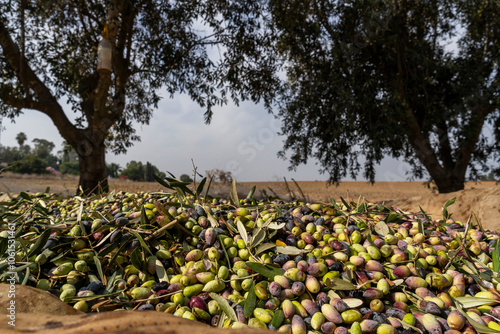 Barnea organic olives for the olive oil industry photo