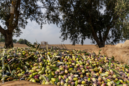 Barnea organic olives for the olive oil industry photo