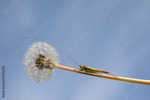 Roesel's bush-cricket resting on dandelion stem against blue sky photo