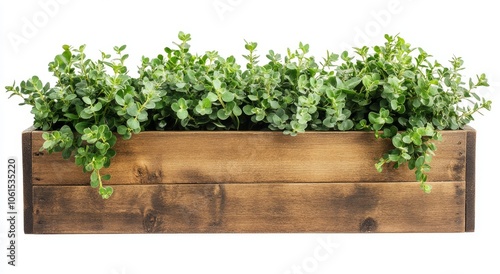 Front view of a wooden planter box filled with vibrant green plants on a white background