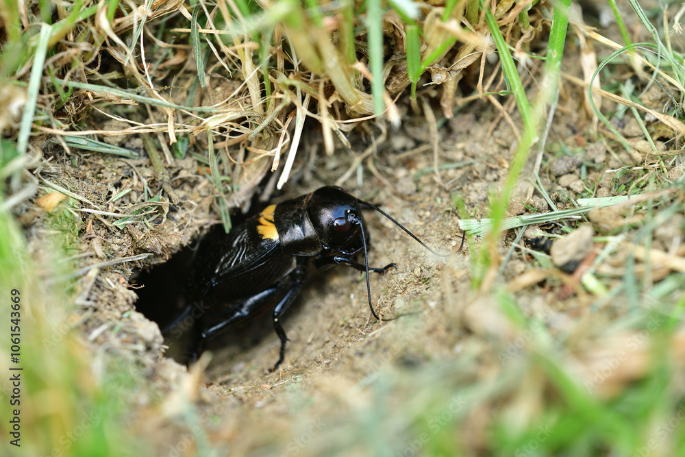 A Gryllus campestris sticks up its black head out of its hole in the ground
