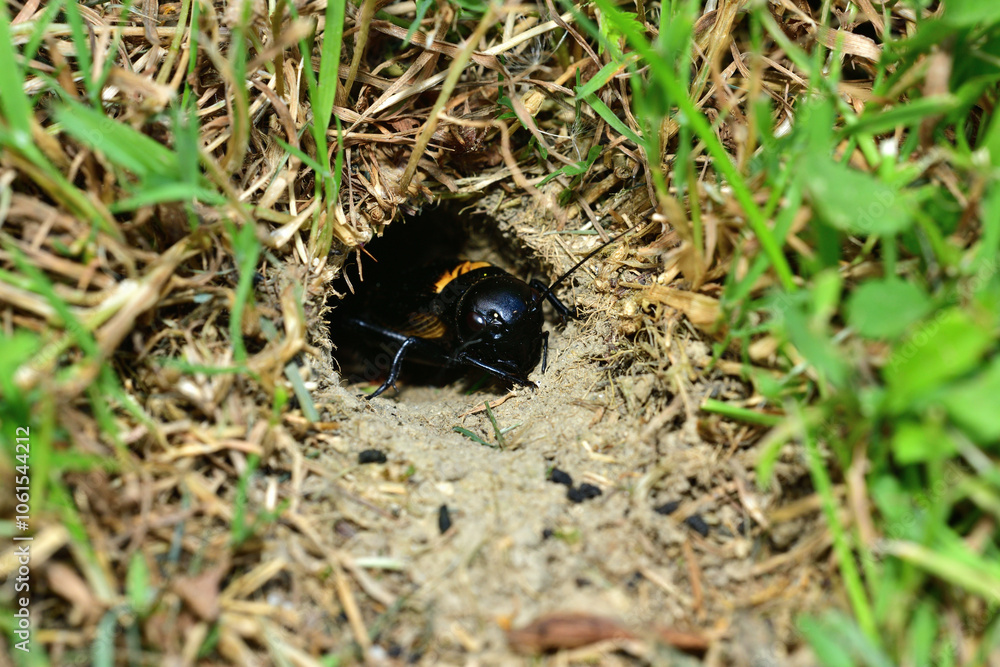 European field cricket comes out of a hole in the ground to the surface