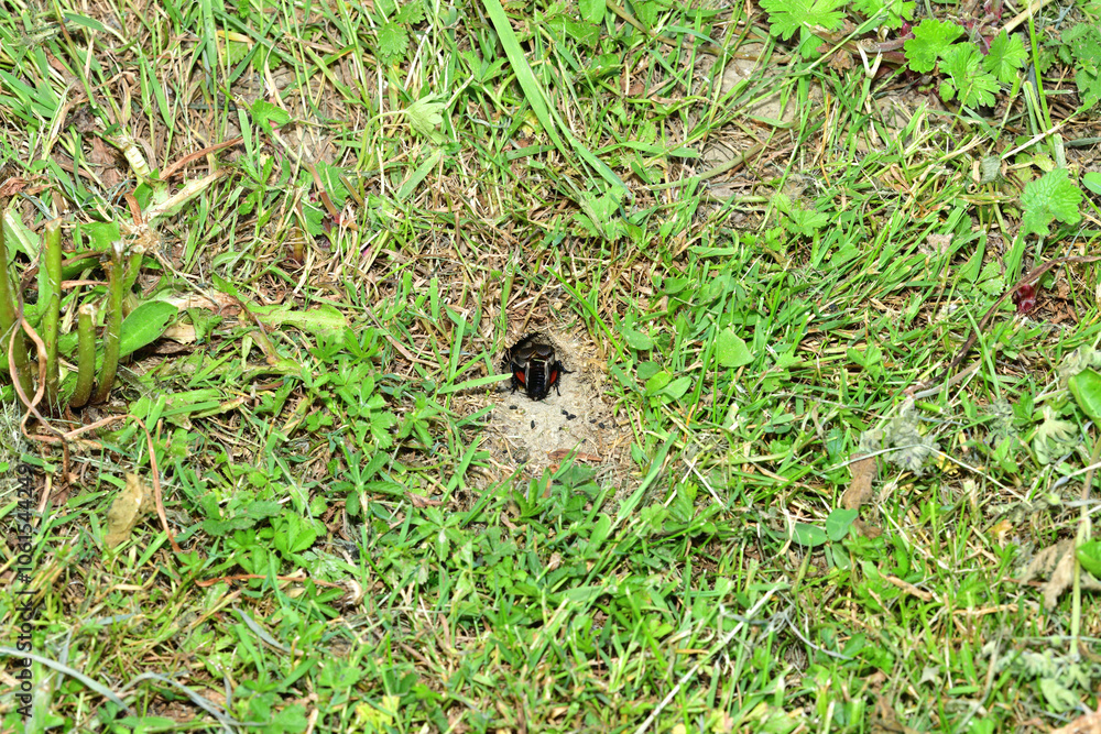 Portrait of a Gryllus campestris near its hole on a meadow in the grass