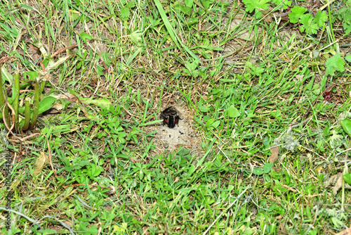 Obraz na płótnie Portrait of a Gryllus campestris near its hole on a meadow in the grass w salonie