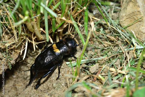 Portrait of a Gryllus campestris near its hole on a meadow in the grass photo